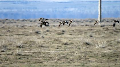 Black-bellied Sandgrouse
