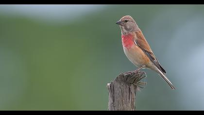 Common Linnet