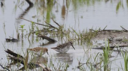 Broad-billed Sandpiper