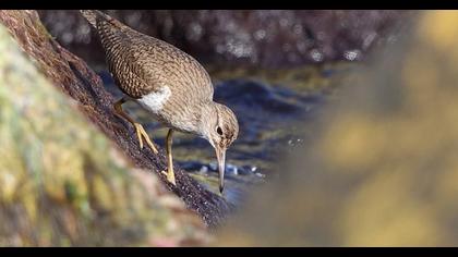 Common Sandpiper