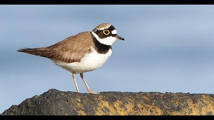 Little Ringed Plover