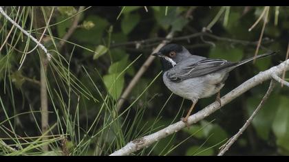 Karaboğazlı ötleğen