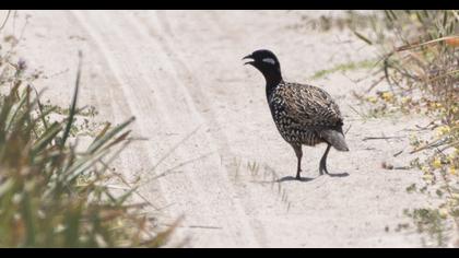 Black Francolin