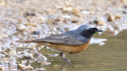 Common Redstart