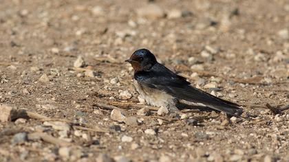 Barn Swallow