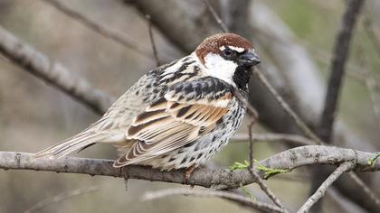 Spanish Sparrow