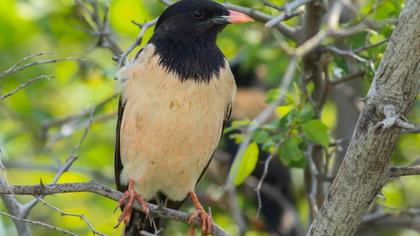 Rosy Starling