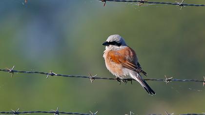 Red-backed Shrike