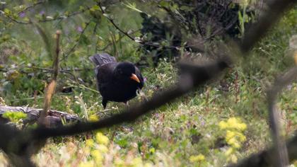 Common Blackbird