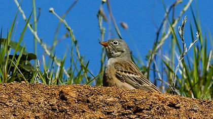 Ortolan Bunting