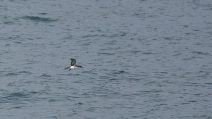 Yelkouan Shearwater