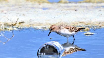 Little Stint