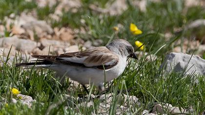 White-winged Snowfinch
