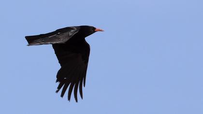 Red-billed Chough