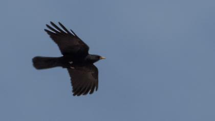 Alpine Chough