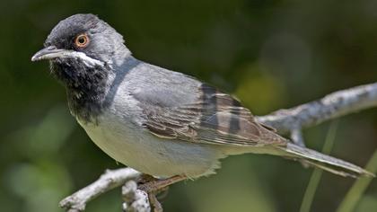 Karaboğazlı ötleğen