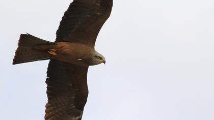 Black Kite