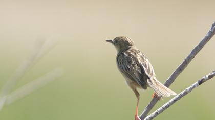 Zitting Cisticola