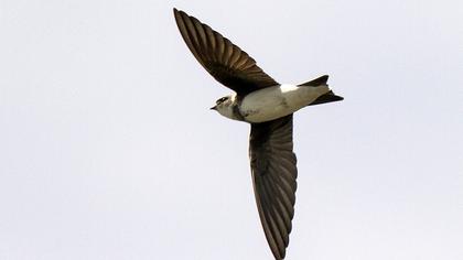 Sand Martin
