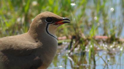 Collared Pratincole