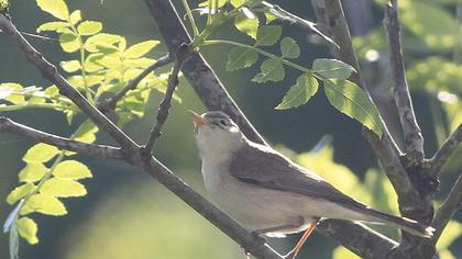 Eastern Olivaceous Warbler