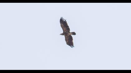 Küçük orman kartalı