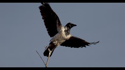 Hooded Crow
