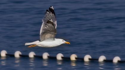 Yellow-legged Gull
