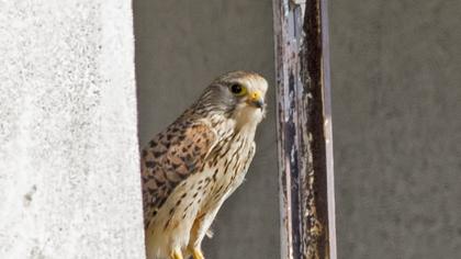 Lesser Kestrel