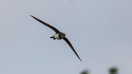 Alpine Swift