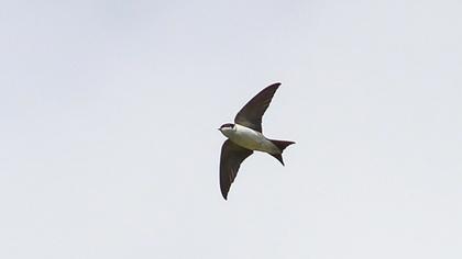 Common House Martin