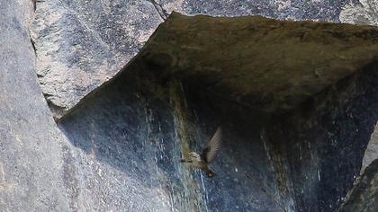 Eurasian Crag Martin