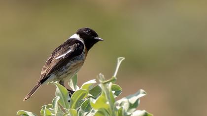 European Stonechat