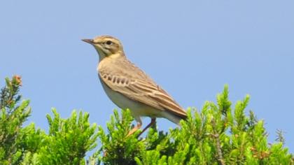 Tawny Pipit