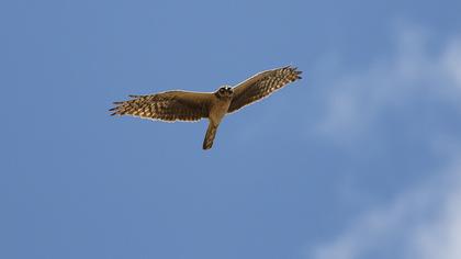 Pallid Harrier