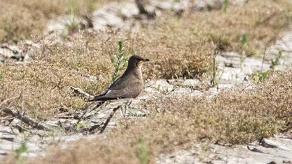 Bataklıkkırlangıcı