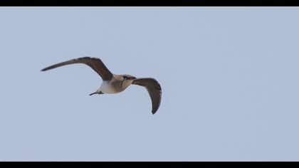 Collared Pratincole