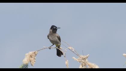 White-spectacled Bulbul