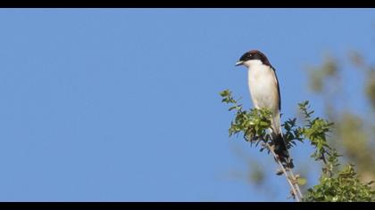 Woodchat Shrike