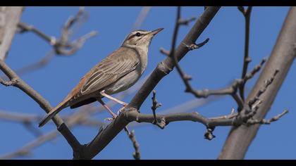 Rufous-tailed Scrub Robin