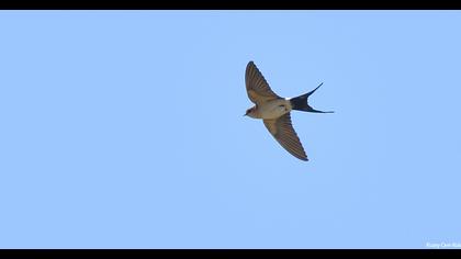 Red-rumped Swallow