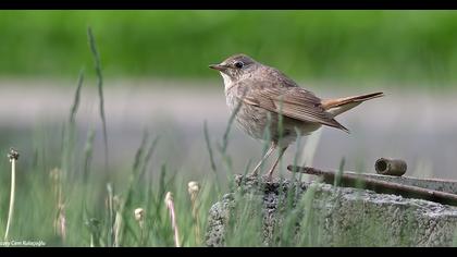 Thrush Nightingale