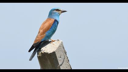 European Roller