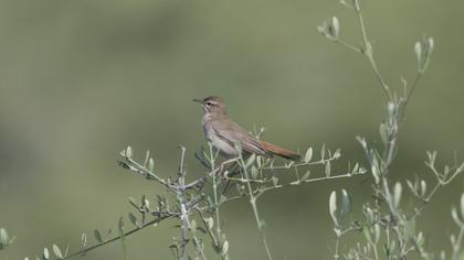 Rufous-tailed Scrub Robin