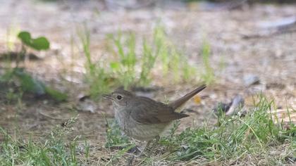 Thrush Nightingale
