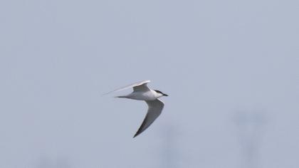 Gull-billed Tern