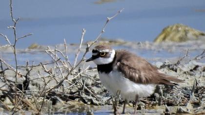 Little Ringed Plover