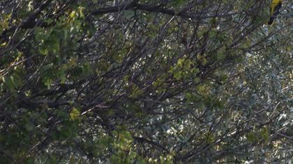 Eurasian Golden Oriole