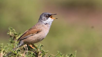 Spectacled Warbler