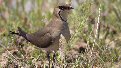 Collared Pratincole